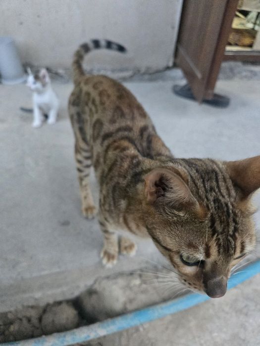 Bengal mushuk bolasi