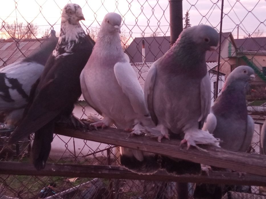 Продаю голубей самцы