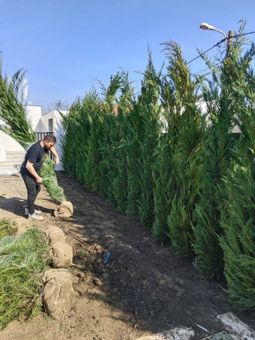 Leylandy cupressocyparis (tuia leylandii)