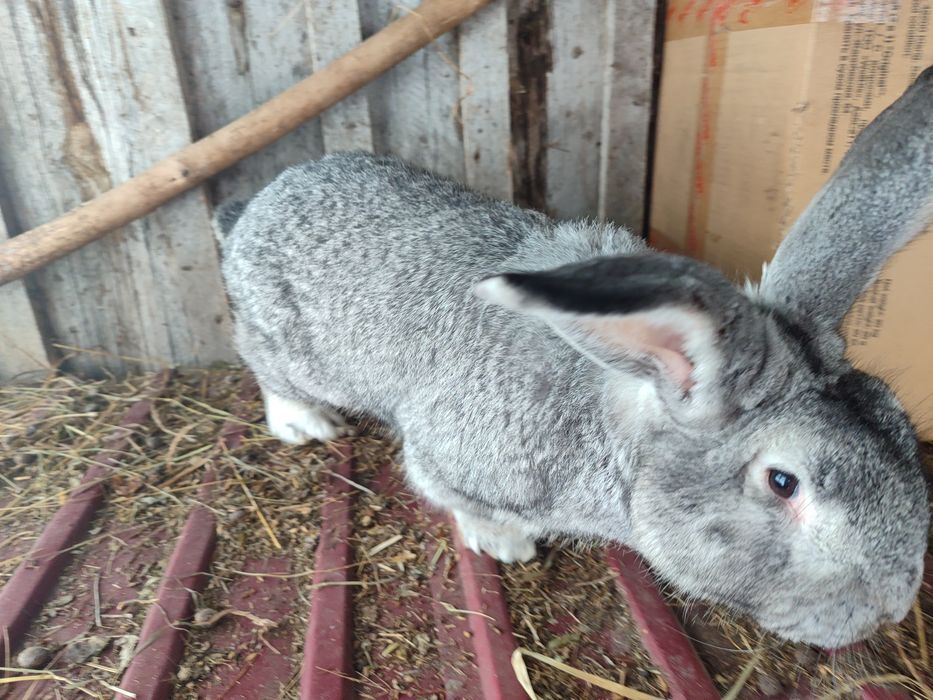 Продам Крола взрослого