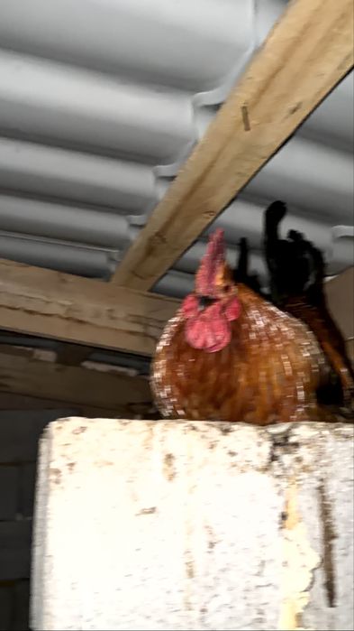 Кораздар сатылады тез арада