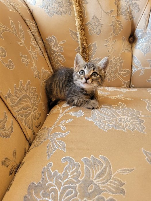 Котёнка  в хорошие руки