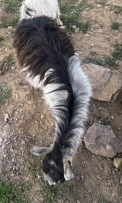 Vand 3 capre o iada de anul acesta o iada de anul trecut o capra adulta de 4 ani
