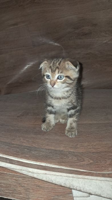 Отдам кошку с котятами.