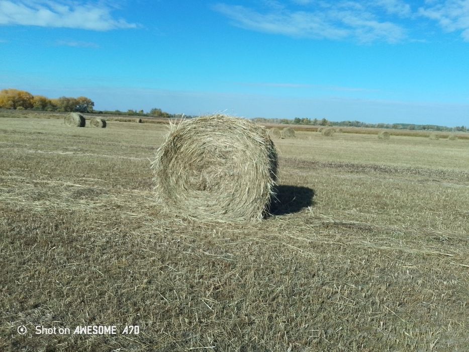 Сено рулон тюк шөп пресс