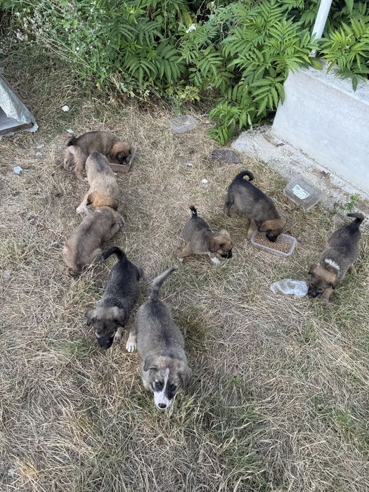 Caut casuta pentru acesti 8 catei