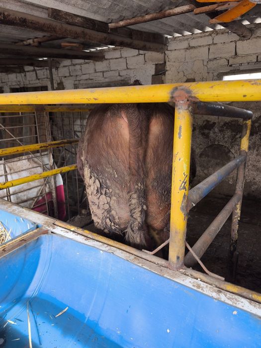 Продается бык супер