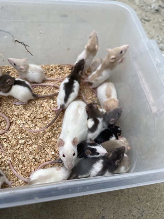 Sobolani de companie