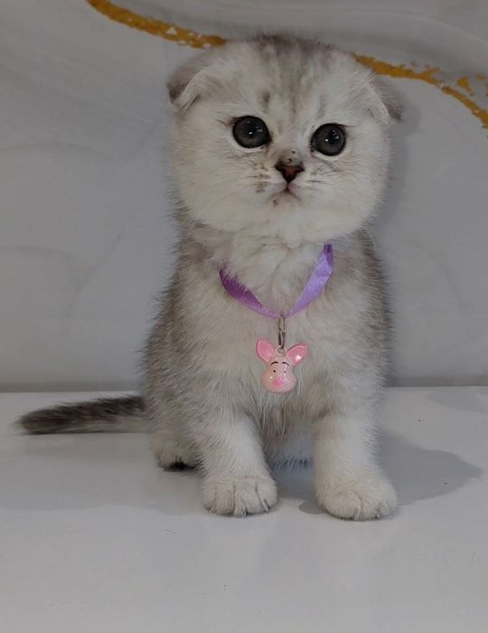 Продаются Шотландские котята Скотиш Фолд и Скотиш Страйт
