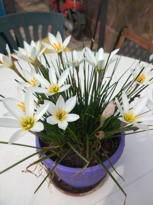 Распродажба саксийни цветя