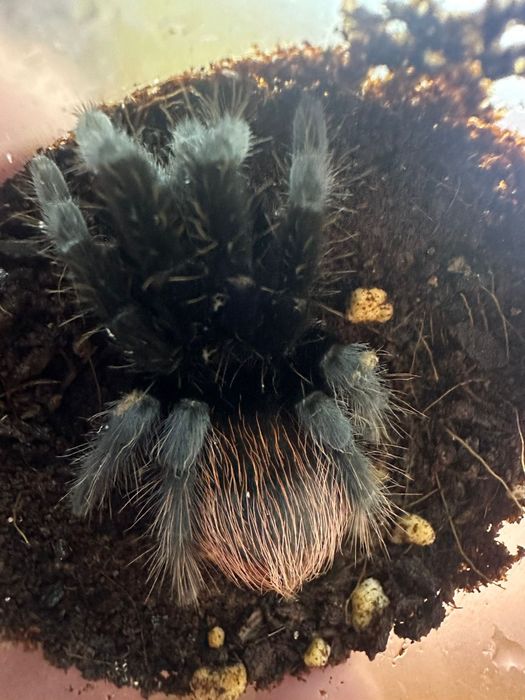 Паук-птицеед Brachypelma auratum