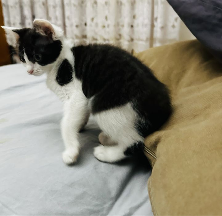 Котенок,котята ,котята