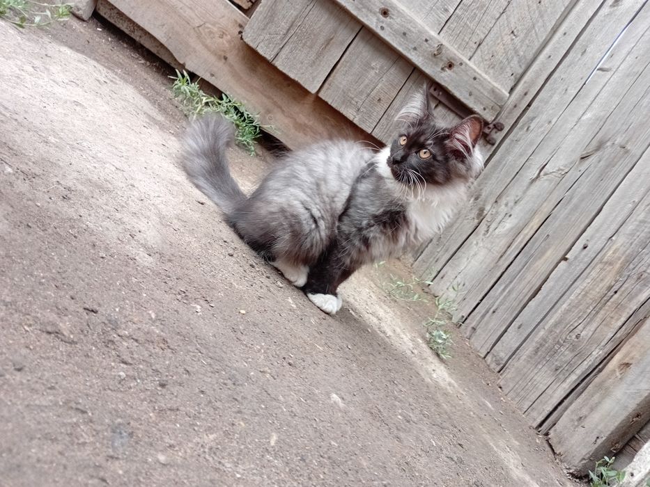 Отдам в хорошие руки