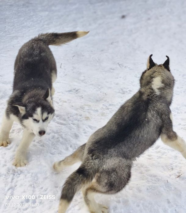 Очаровательные щенки сибирской хаски.