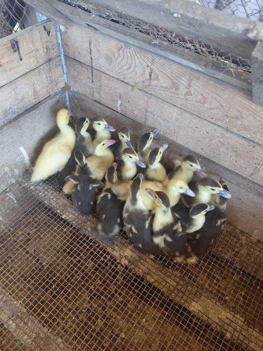 Малки патета на две и на три седмици