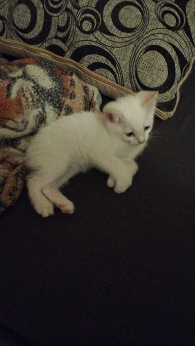 Срочно отдам домашних котят