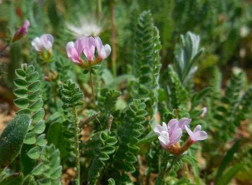 Seminte  trifoi rosu, egiptean, incarnat sau facelia fixatoare de azot