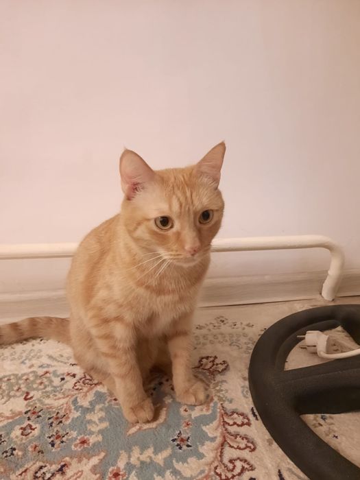 Отдам кота в хорошие руки