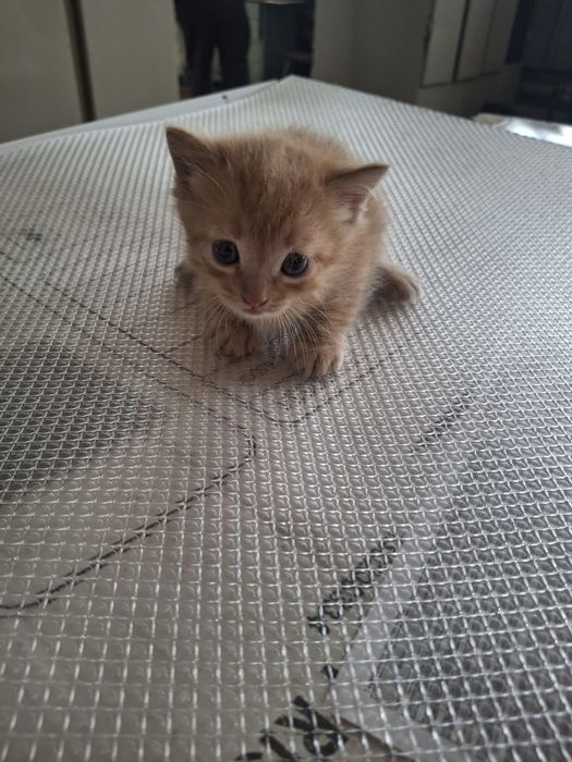Котенок мальчик месяц