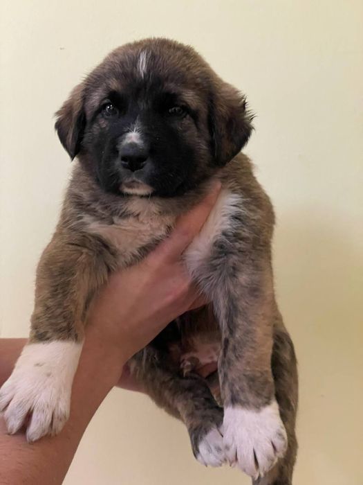 Zotdor cho'pon itlar