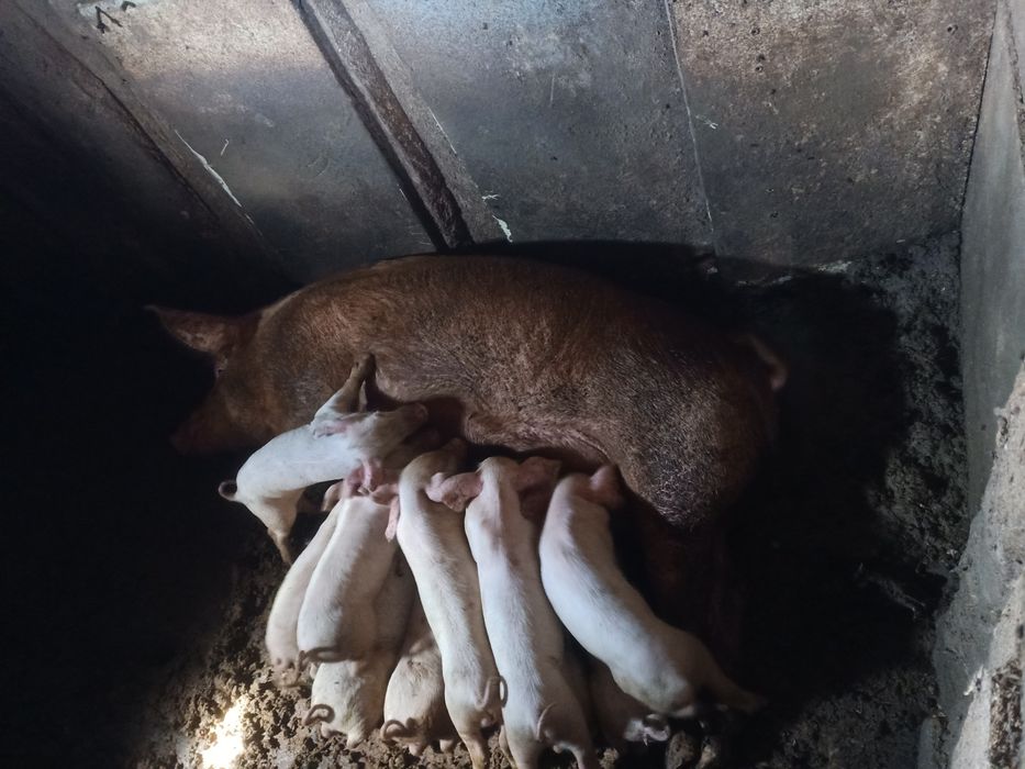 Продам месячных поросят.