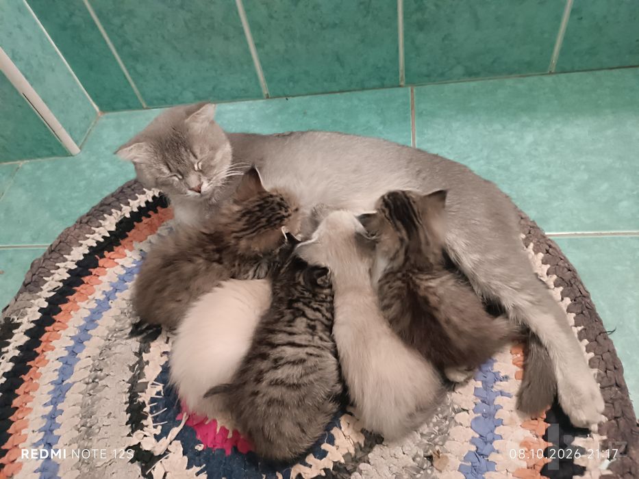 Котята бесплатно