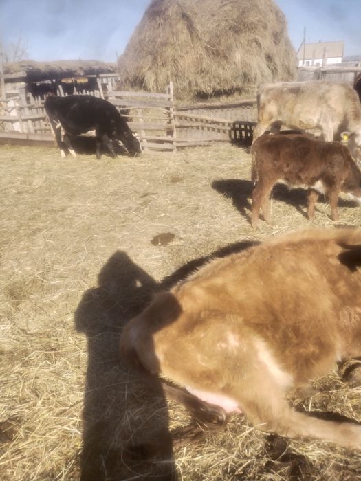 Ауыл шаруашылыкк