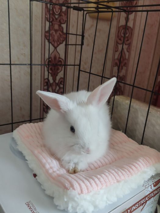 Вязка декоративного кролика