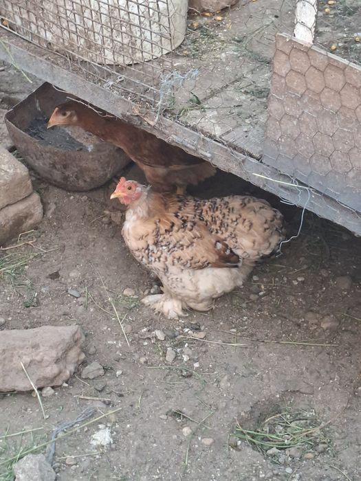 De vanzare gaini cochinchina si pitice