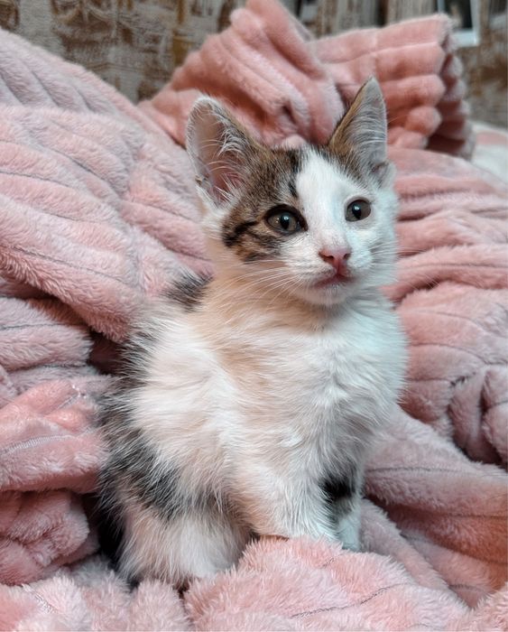 отдам милых котят