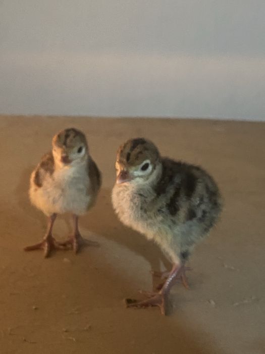 Индюшата пароды бронза 708  5 дневные