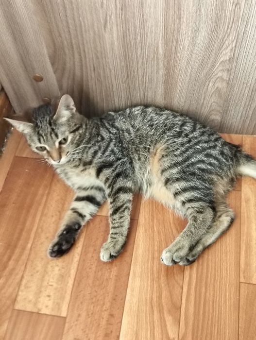 Отдаю котят в добрые руки