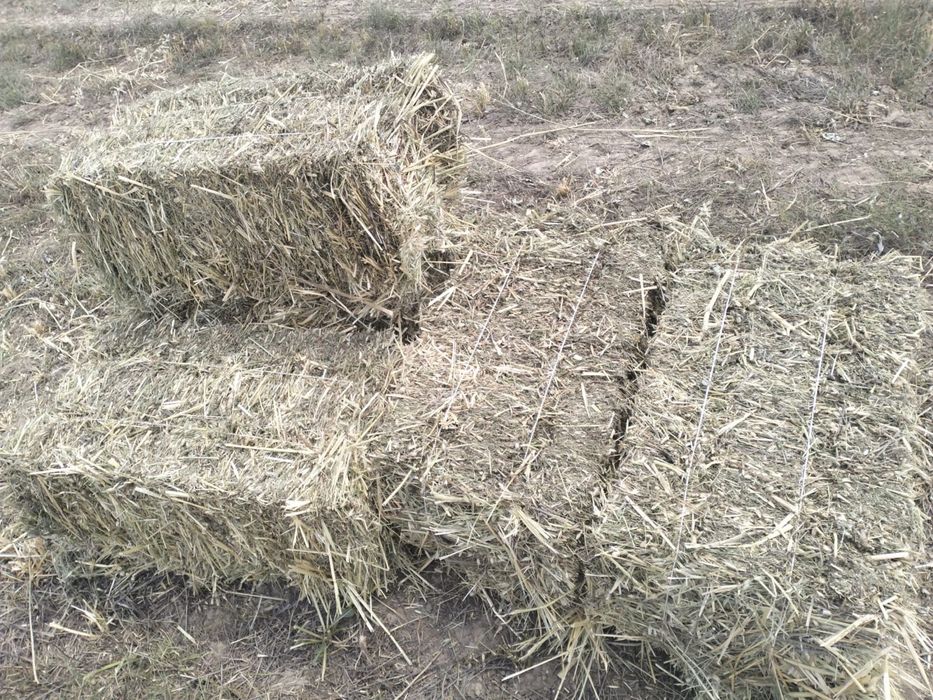 Сено разнотравье