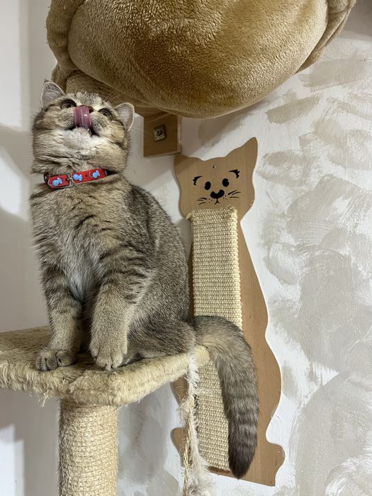 British Shorthair golden fetita 4 luni