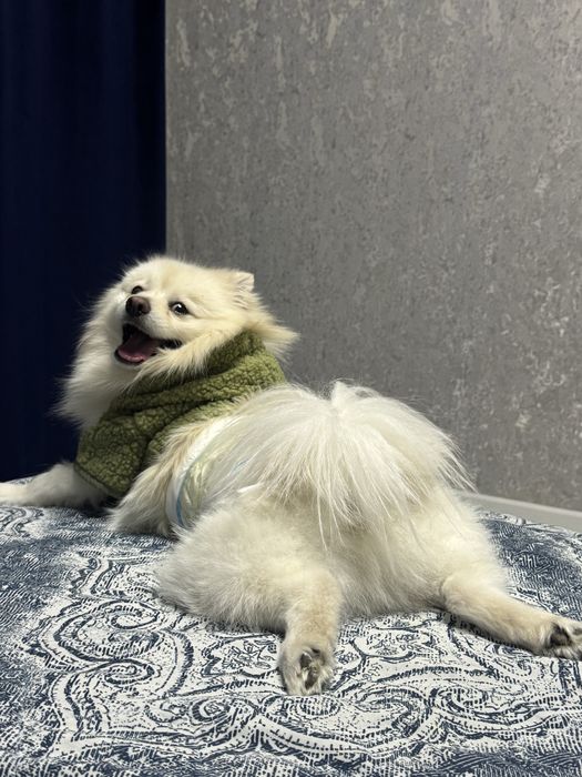 Ищем невесту для вязки