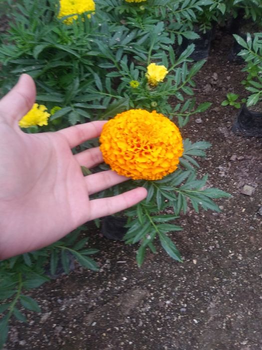 Begoniya.Pitunya.Bananza.salviya.Lola.йер гул. Yer gul...