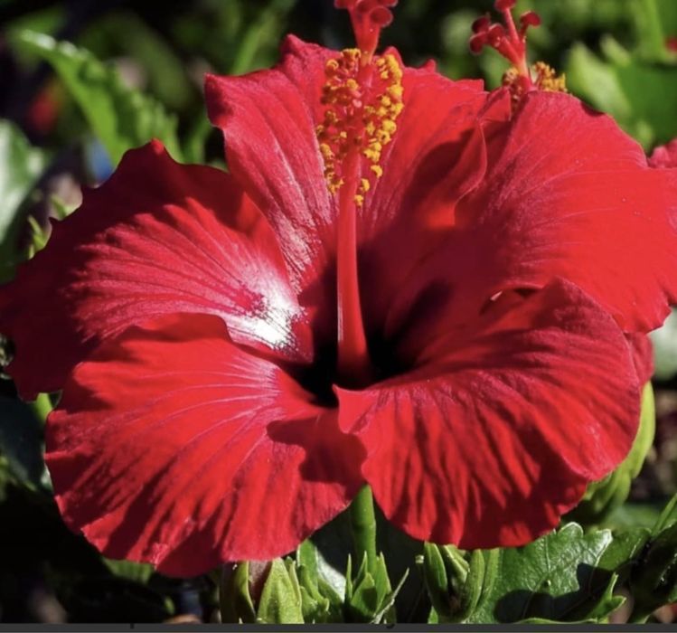 Гибискус цветы красного цвета