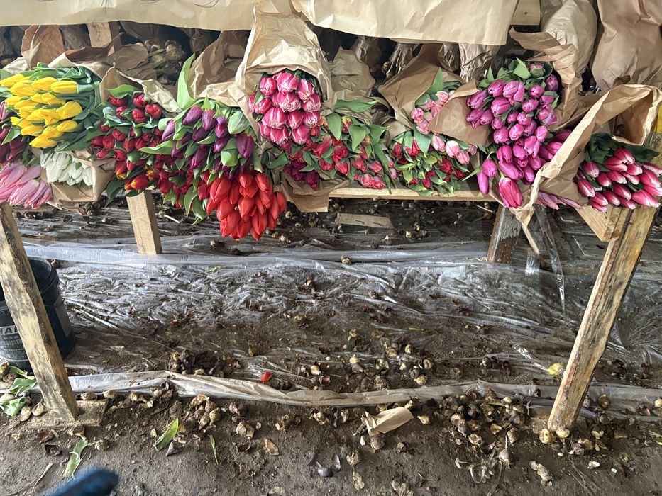 Астана тюльпан оптом и в розницу