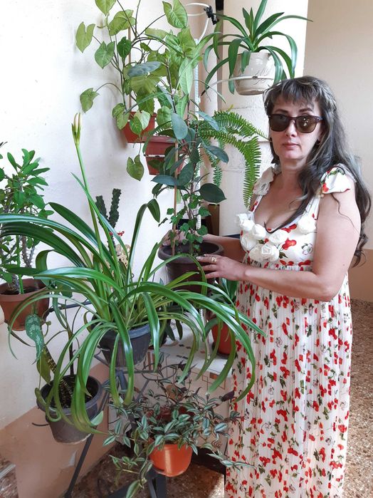 уход за растениями ,удобрение , пересадка, обрезка итд