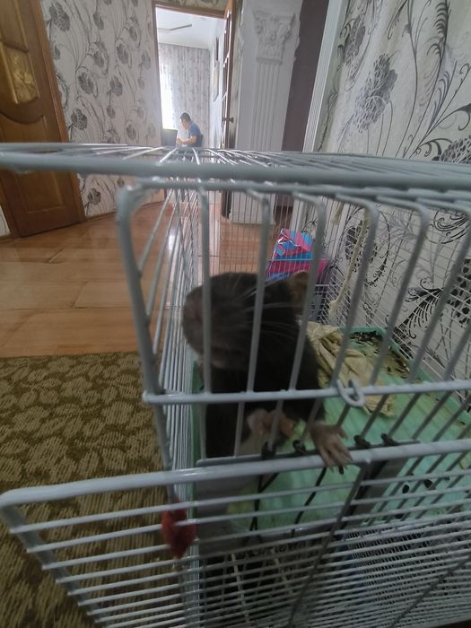 Продам 3 домашней крысы