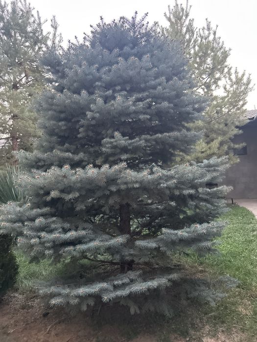 Продам Ель, пихта, сосна.