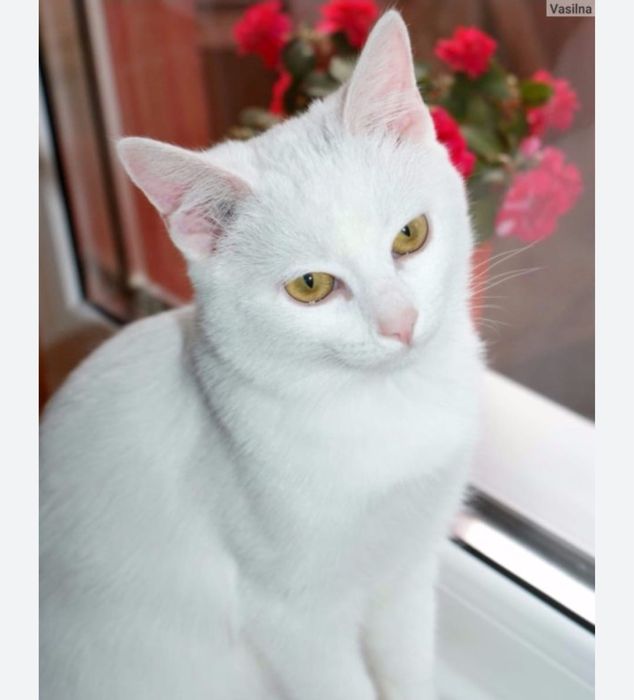 Мысықтар үлкен.  .