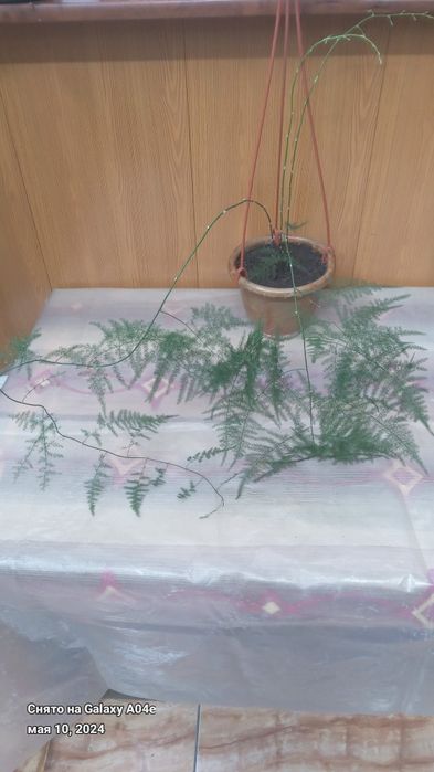 Аспарагус два вида