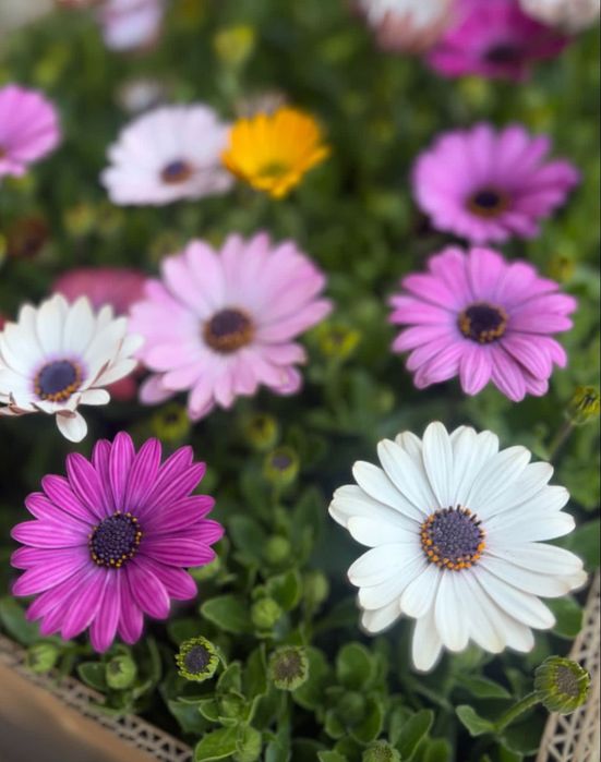 Садовые растения