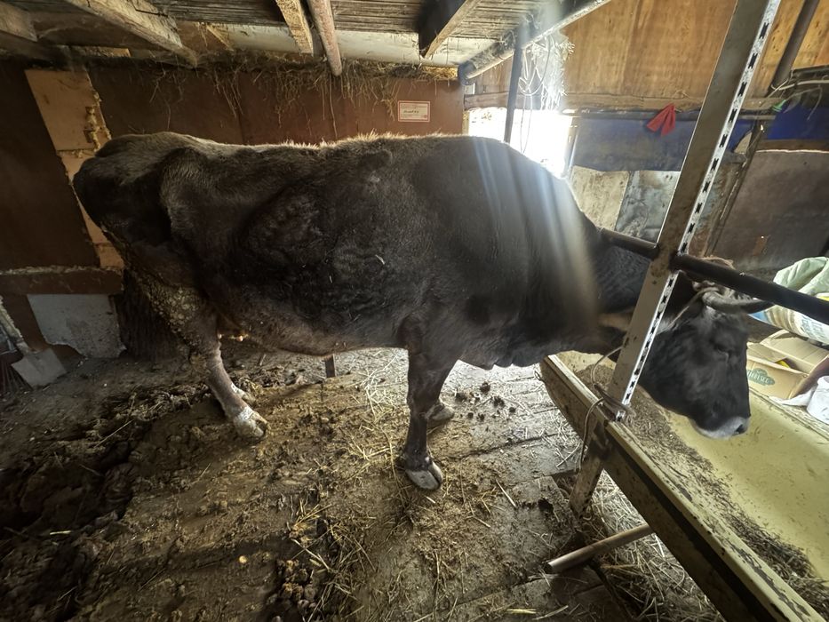 Продам трех коров срочно