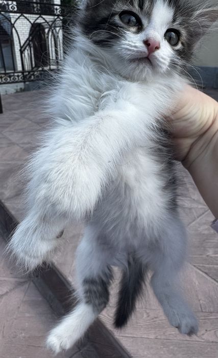 Отдам котенка котик