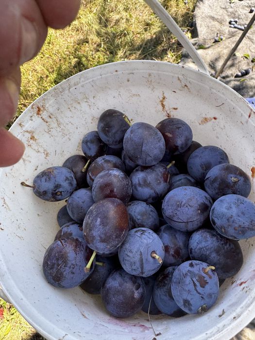 Vand prune goldan calitatea 1, pt țuică
