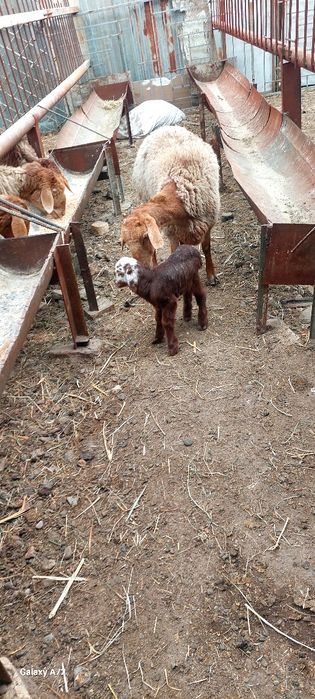 Киргизистон она бола куйлар сотилади