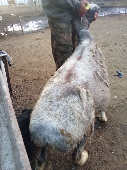 Продам бараних жырные