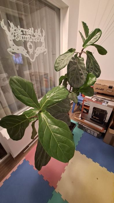 Фикус (Ficus elastica); Фикус "Лирата